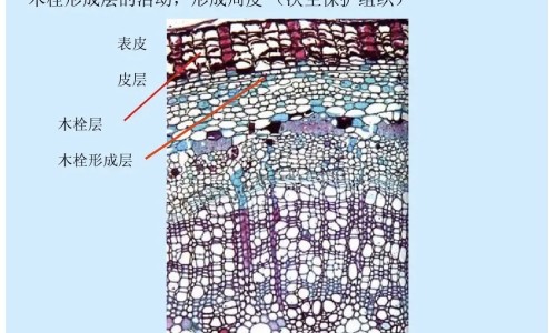 大量运动不出汗是什么原因女性-运动不出汗的解决方法,中国大量运动不出汗是什么原因网站